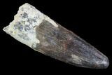 Spinosaurus Tooth - Real Dinosaur Tooth #89108-1